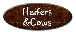 Heifers for Sale